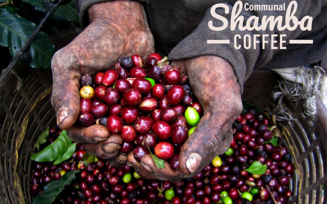 Communal Shamba Coffee
